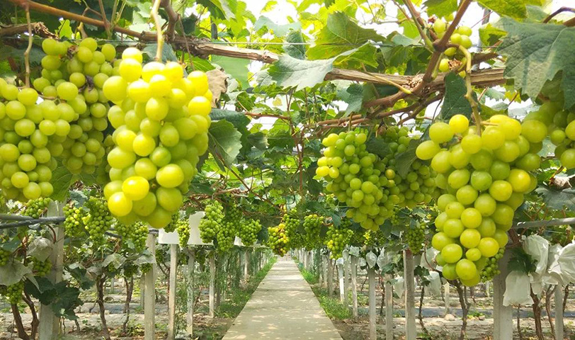 ˮ�����ʶ���Ƶ����Ӫ����